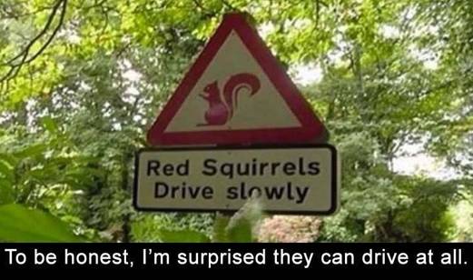 Happy #MondayMorning - here's an important #redsquirrel sign to start your week off with a smile on your face.
#RedSquirrelsRule #RedsRule #SaveOurSquirrels