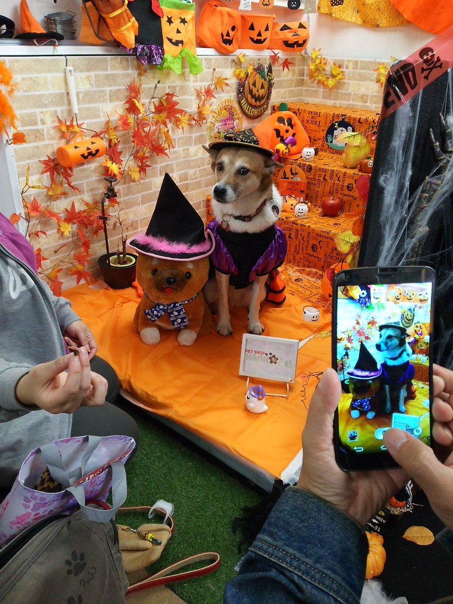 Petshop Hana Pet 札幌 トリミング ペットホテル モルモット ペットショップ ハナペット 公式ブログ更新しました ハロウィン セルフ撮影スタジオの様子 ﾌﾞﾛｸﾞはｺﾁﾗ T Co Veakgiy8kh 札幌 ペットショップ トリミング ペット