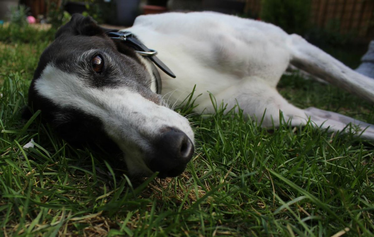DogsTrust's tweet photo. Archie's trying to get out of bed on a Monday like... 

Archie from @DT_Newbury is very easy going, has good manners and spends most of his day snoozing 😴

This gorgeous boy has so much potential and will make a very loving companion. Find out more 👉 https://t.co/uLqg8BBvfc https://t.co/vI4zZCLa5M