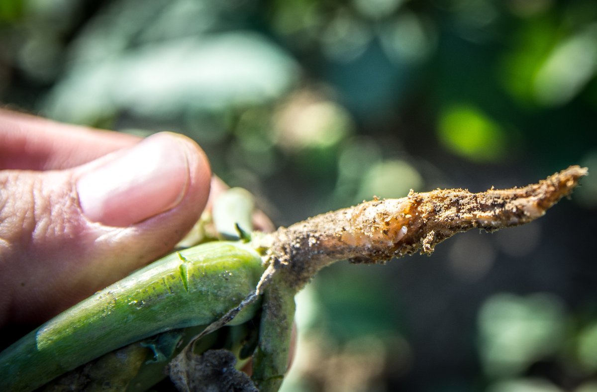 AgroconsultPol's tweet photo. Lustracje plantacji rzepaku powinny być teraz częste i dokładne. Mszyca w natarciu, widać również porażenie śmietką. https://t.co/fN2QE3wgRQ