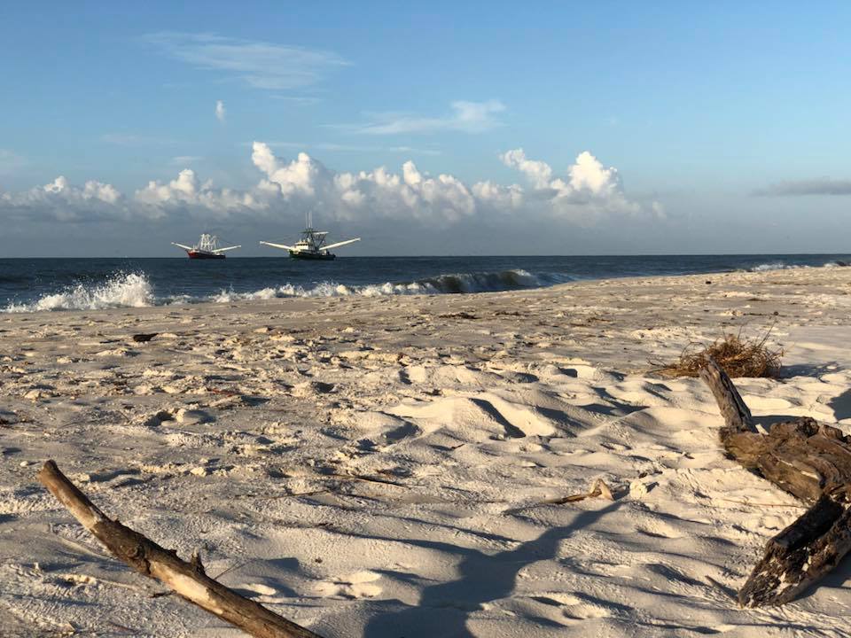 Dauphin Island tweet media