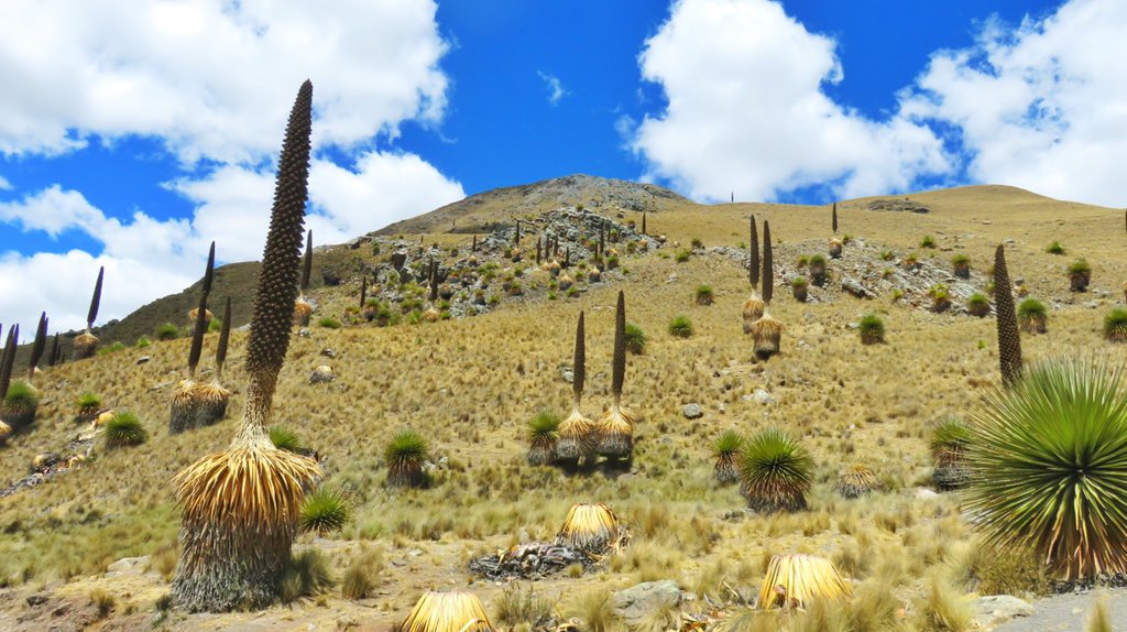 Puya de Raimondi
Pueden vivir hasta 100 y medir hasta 15 metros. 
. 
.
.
#PuyaDeRaimondi
#Puya
#Planta
#Raimondi
#Huaraz
#Áncash
#ParqueNacionalHuascarán
#Peru
#Turismo