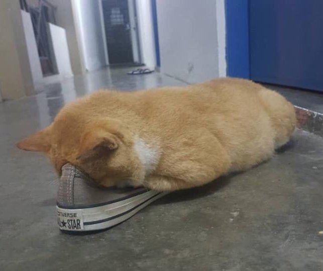 MyMeleTOP's tweet photo. Hai tidur ke pengsan cik meow 🤣 Banyak-banyak tempat situ jugak dia nak. Dia punya syok menyelam tu 😆 #MeleTOP
.
📸: Facebook https://t.co/MgR3YMsxBz