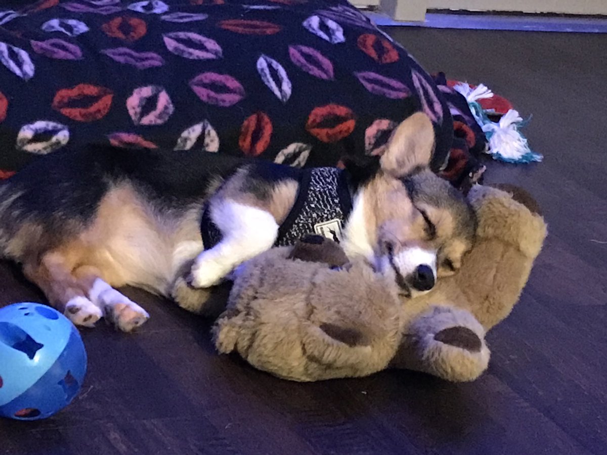 SaberWrigley's tweet photo. Night night!!! 🐾💗 https://t.co/ZTId5zx30h