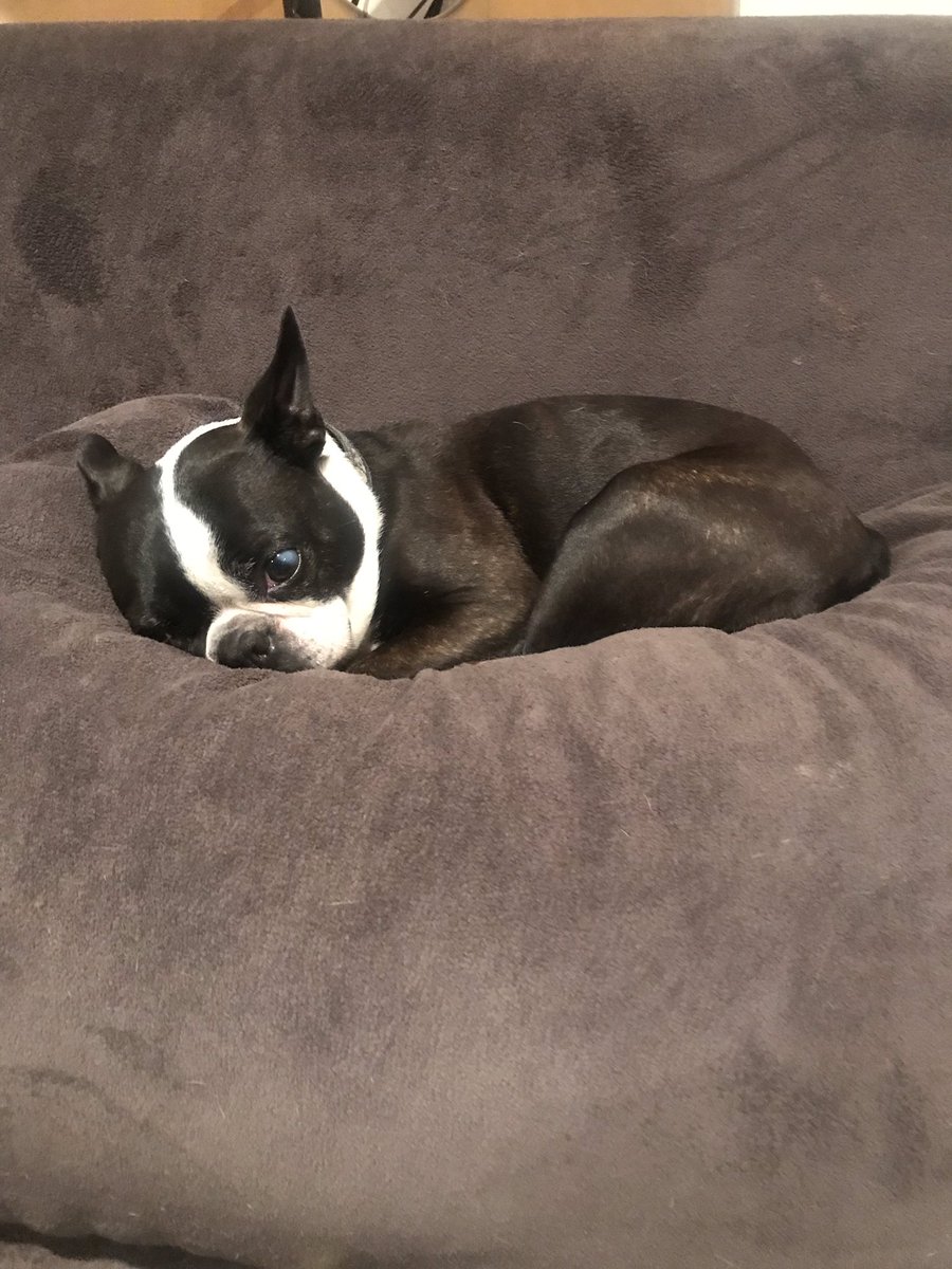 canibringdogs's tweet photo. @barkbox Exhausted from crushing the Lickton Iced Tea. Guess it was caffeine free 😎❤️🐾👍🏽 https://t.co/ysacI2iFzn