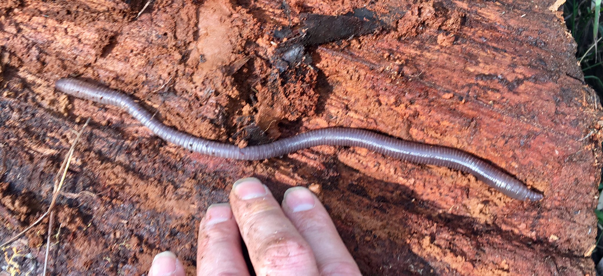 Nick Porch on X: Not a giant Gippsland #earthworm but a decent worm  nonetheless. Ferny Creek, SE. Australia.  / X
