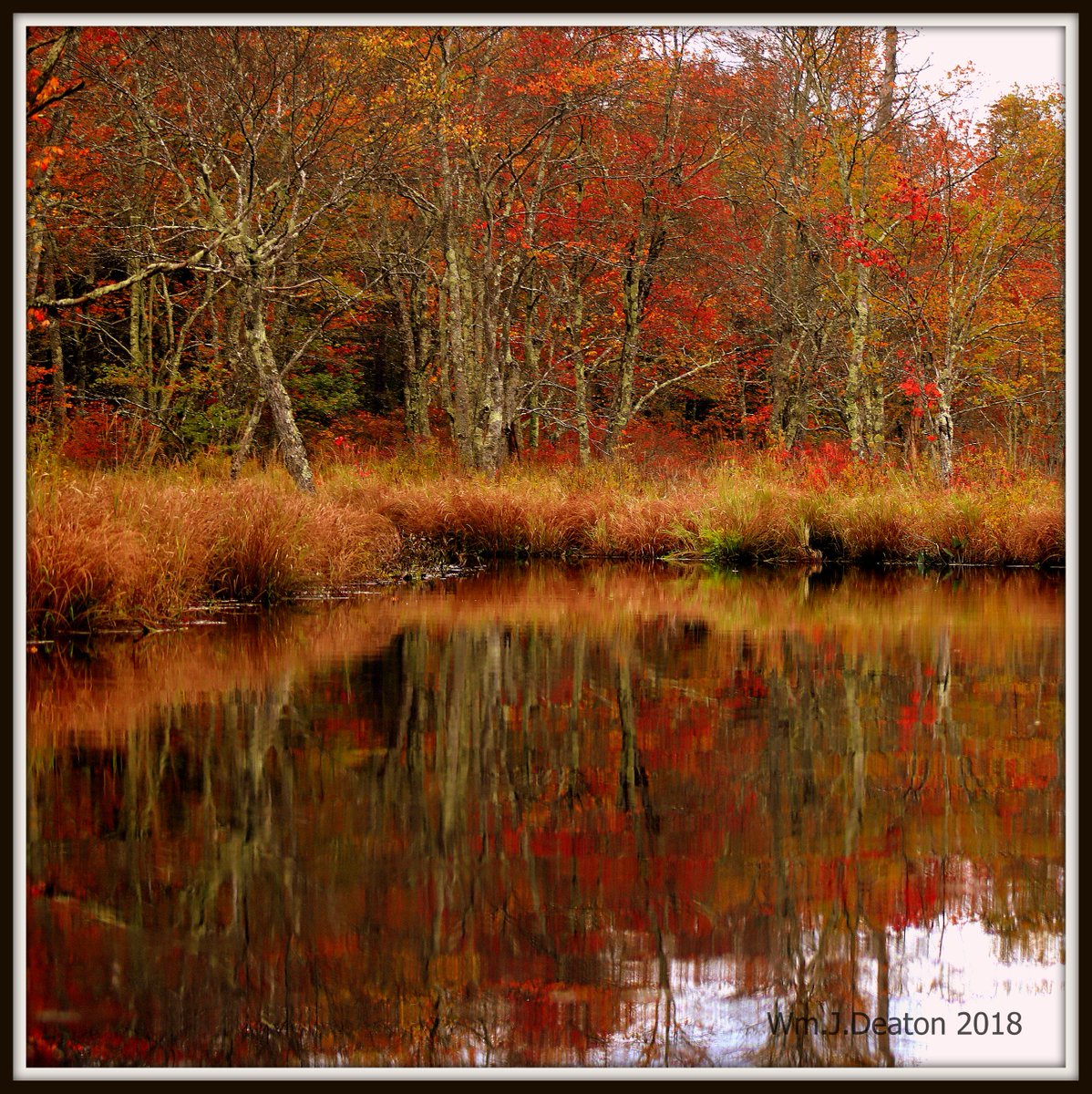 Bill Deaton (@wmjdeaton) on Twitter photo Some Fall Color in the Stillwater Natural Area of the Delaware State Forest, Pike Co. PA. <a href="/VisitPoconos/">Visit Poconos</a> <a href="/DCNRnews/">PA Department of Conservation & Natural Resources</a> @TheNewsEagle1 Some Fall Color in the Stillwater Natural Area of the Delaware State Forest, Pike Co. PA. <a href="/VisitPoconos/">Visit Poconos</a> <a href="/DCNRnews/">PA Department of Conservation & Natural Resources</a> @TheNewsEagle1