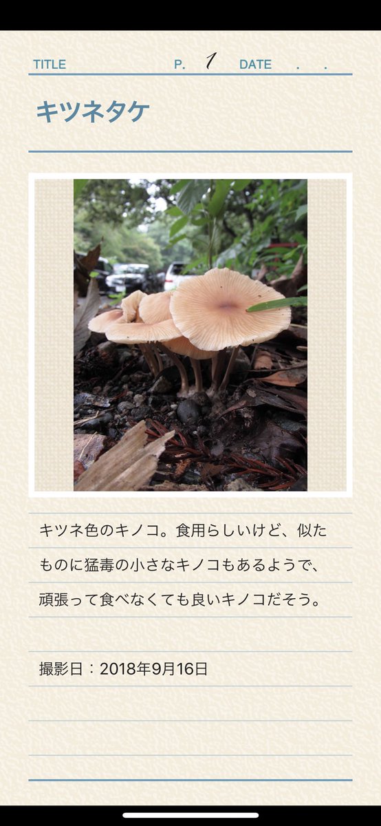 ট ইট র My図鑑 図鑑作成アプリの人 キツネタケ 一応食用だけど似たものに猛毒キノコがあるので 頑張って食べなくても良いキノコ My図鑑 きのこ図鑑 キノコ図鑑 きのこ狩り キノコ狩り きのこ キノコ 山 自然 一眼レフ ミラーレス コンデジ
