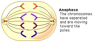 RealLTCentriole's tweet photo. During anaphase, the chromosomes are split and pulled towards each centriole. #LTeukaryaelection2018 @LakeTravisAPbio https://t.co/cmsjE5pgJ4