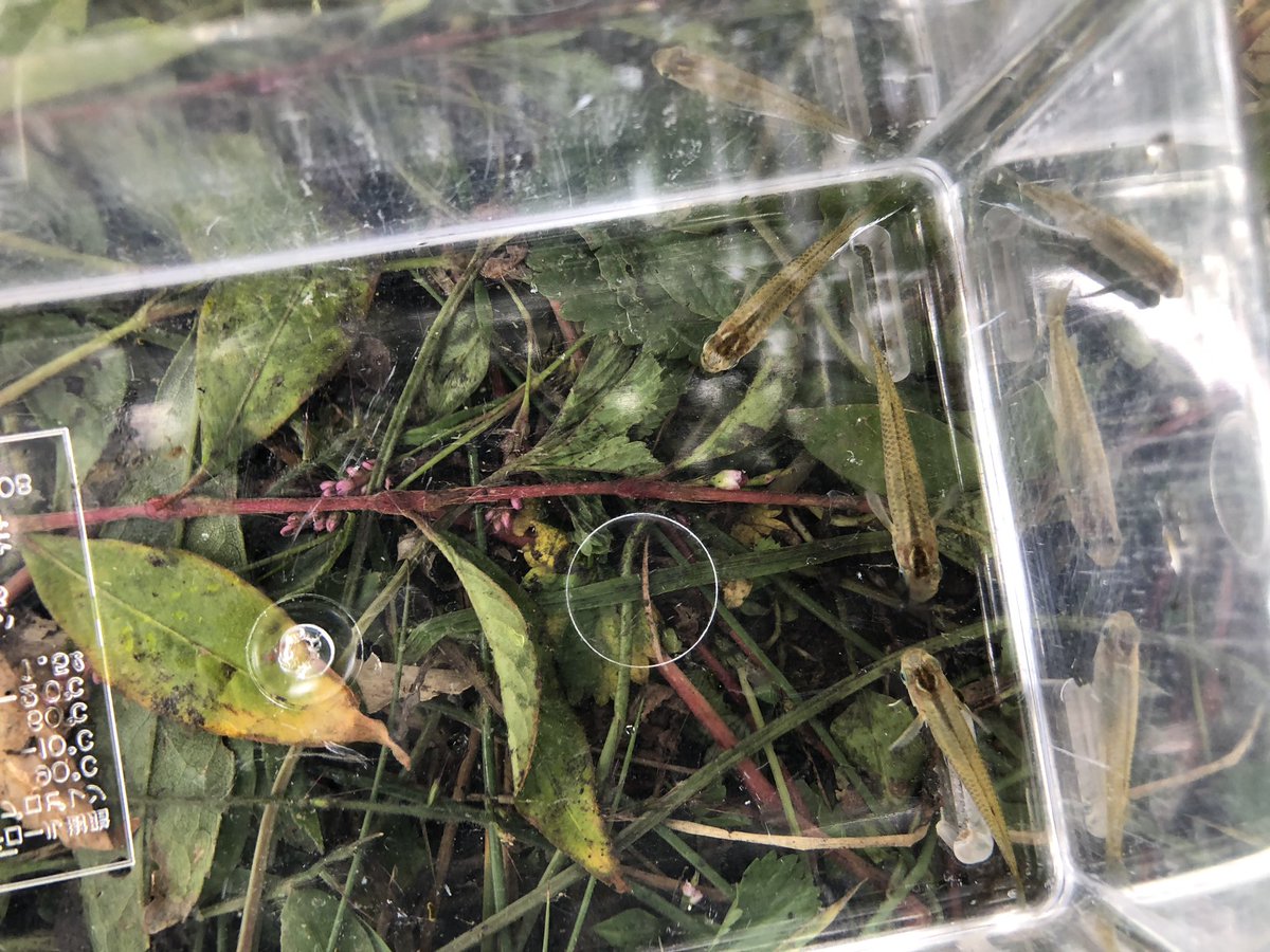 タだお メダカ 1 2枚目 と カダヤシ 3 ４枚目 カダヤシは 蚊を絶やす ボウフラを食べる 為に導入されたが 実際はあまり食べず 今では特定外来生物に この写真だと上から見て黒い筋の有無で見分けた方が分かりやすいかも あるほうがメダカ T