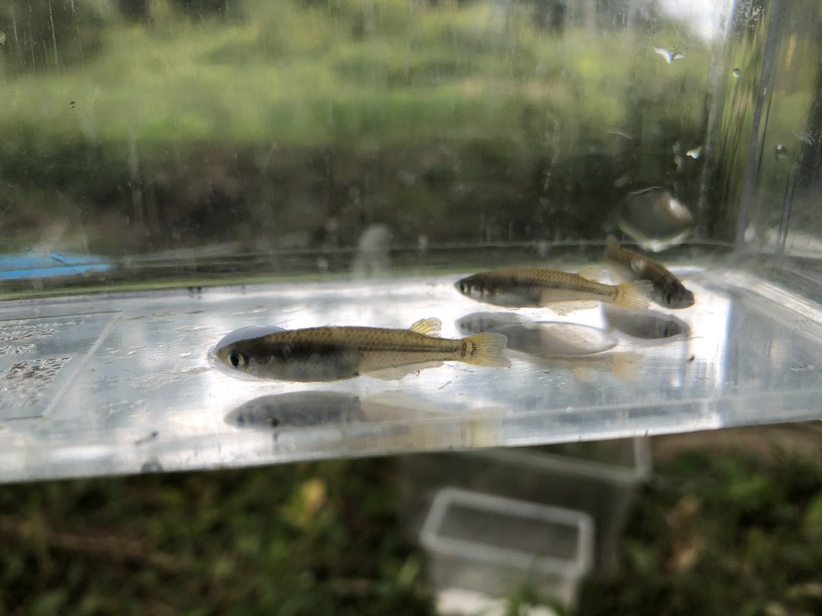 タだお メダカ 1 2枚目 と カダヤシ 3 4枚目 カダヤシは 蚊を絶やす ボウフラを食べる 為に導入されたが 実際はあまり食べず 今では特定外来生物に この写真だと上から見て黒い筋の有無で見分けた方が分かりやすいかも あるほうがメダカ T タだお メダカ 1 2枚目 と カダヤシ 3 4枚目 カダヤシは 蚊を絶やす ボウフラを食べる 為に導入されたが 実際はあまり食べず 今では特定外来生物に この写真だと上から見て黒い筋の有無で見分けた方が分かりやすいかも あるほうがメダカ T