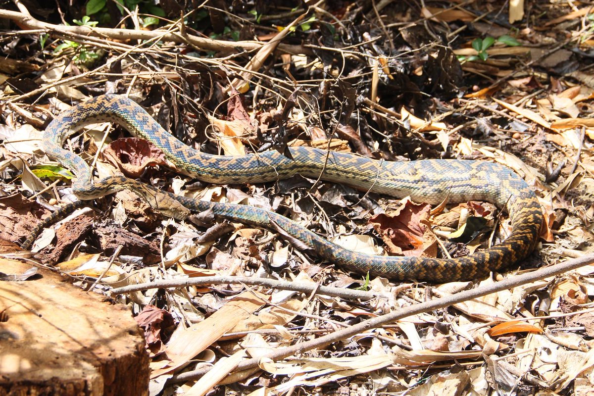 You never know what you might find in the rainforest!  We spotted this #carpetpython on our #WaterfallWanderers tour recently.  How gorgeous are those colours in the sun 😍

#athertontablelands #explorettnq #australianwildlife

<a href="/Ath_Tablelands/">Atherton Tablelands</a> | <a href="/CairnsGBR/">Cairns & Great Barrier Reef</a> | <a href="/Queensland/">Queensland Australia</a>