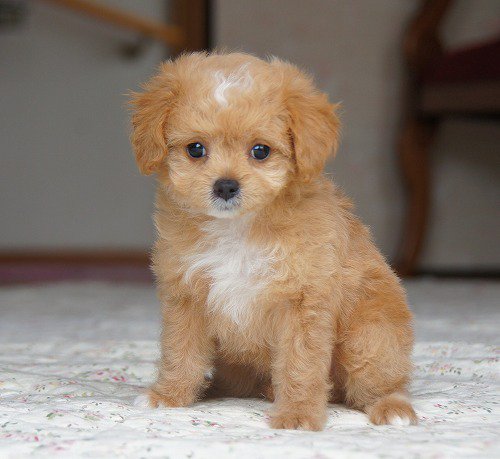 世界のワンちゃん図鑑 在 Twitter 上 チワプー チワワとトイプードルのミックス犬 ミックス犬のなかでも最小の犬種で 従来のトイプードルよりも 小さい子が多いそうです T Co Jw5s1o3svy Twitter