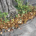 街路樹の根元に山のような毬栗の殻