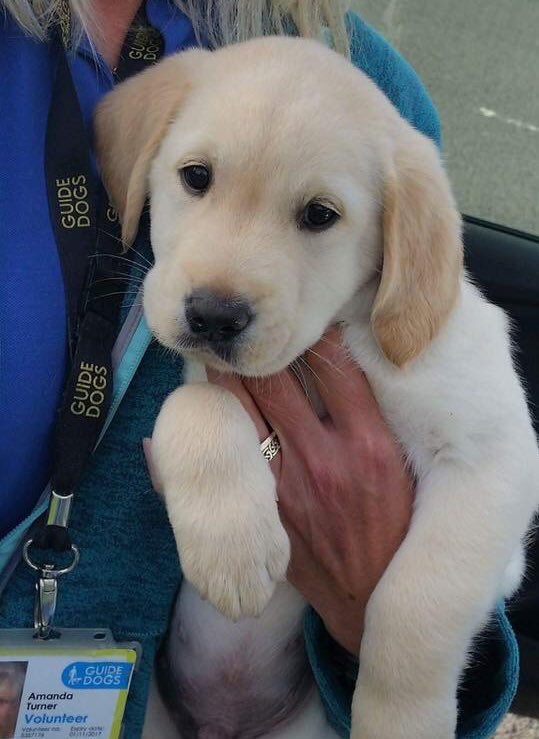shrewsmorris's tweet photo. Good Morning we are @FundraisingDog, this week is #twitterpiggyback 🐾
During #GuideDogsWeek2018 you’ll find our #fundraising groups out and about in local communities. Say hello and find out what we do, meet our guidedogs, make a donation or #volunteer 🐾 #Shrewsbury https://t.co/4l8CurSyRj