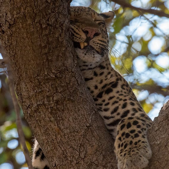 With the October heat at it's peak, afternoon naps are a must. This leopard clearly agrees! Thanks to Bryan Jackson for the image
#RemoteAfricaSafaris #AtNaturesPace