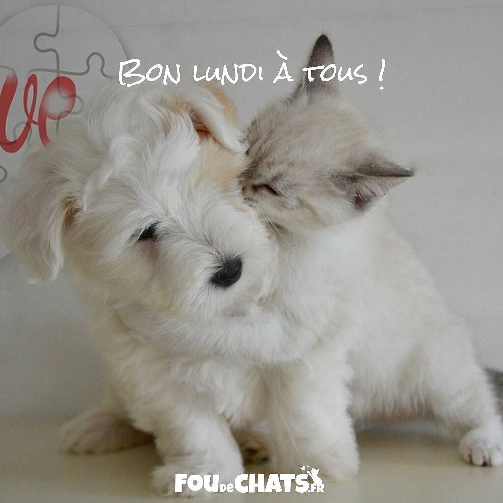 foudechats's tweet photo. Bonne journée les amis 😽💕 !
.
▶️ https://t.co/7zoa09tMKW  ◀️ Le chemin le plus sûr vers le bonheur.
.
💕 Nous rendons heureux tous les amoureux des #chats avec des #cadeaux originaux. 💕
.
#chat #chaton #amoureuxdeschats #jaimeleschats https://t.co/EVDoye2ayC
