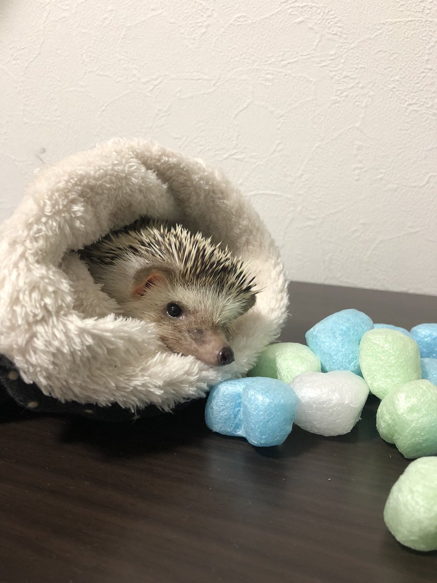 ベスト臆病 な 動物 最高の動物画像