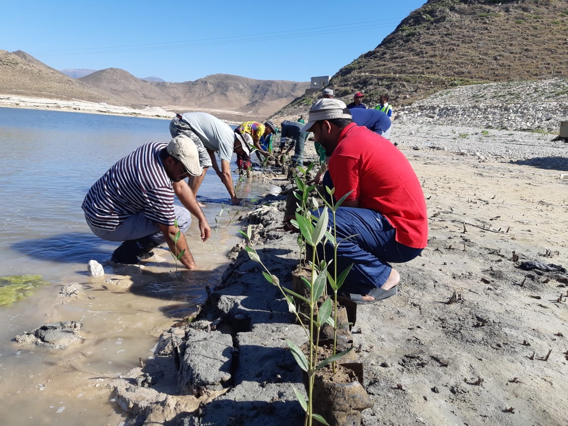 realTonyWalsh's tweet photo. #Omans @mecaoman 🇴🇲plants 400 Mangrove (Avicennia marina) in Mughsayl, to start the rehabilitation after Cyclone Mekunu. An additional 200 were planted in Awqad in #Salalah
https://t.co/gIxouJjoPS