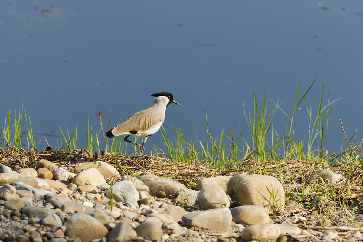BijayKGurung's tweet photo. River Lapwing | Vanellus duvaucelii | Adult
Chitwan National Park | Nepal

An early winter visitor as well as a wading bird of Nepal.

#nepal #travel #birdwatching #birdsofnepal #chitwannationalpark #wintervisitor #riverlapwing #vanellusduvaucelii #waders #neverstopexploring https://t.co/0Geays3Rq0