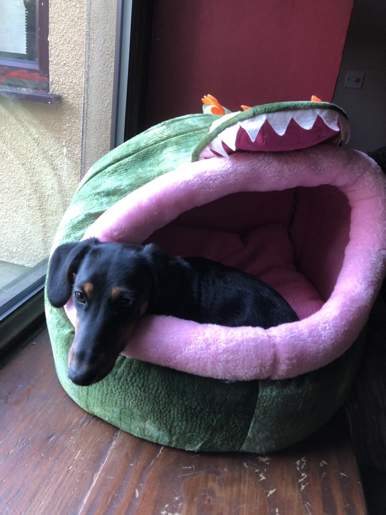 PawPalm's tweet photo. https://t.co/pUEiSxlppd