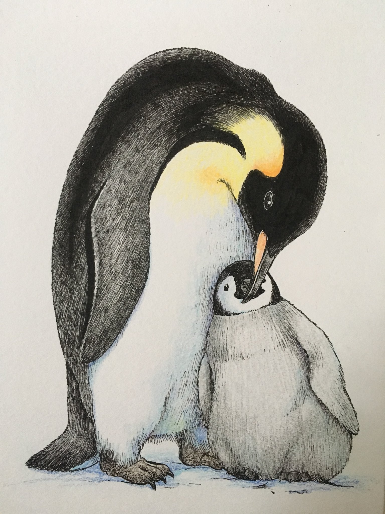 永 野 あ か ね Twitterissa アナログでペンギン絵 Illustration ピグマ 色鉛筆 ペンギン