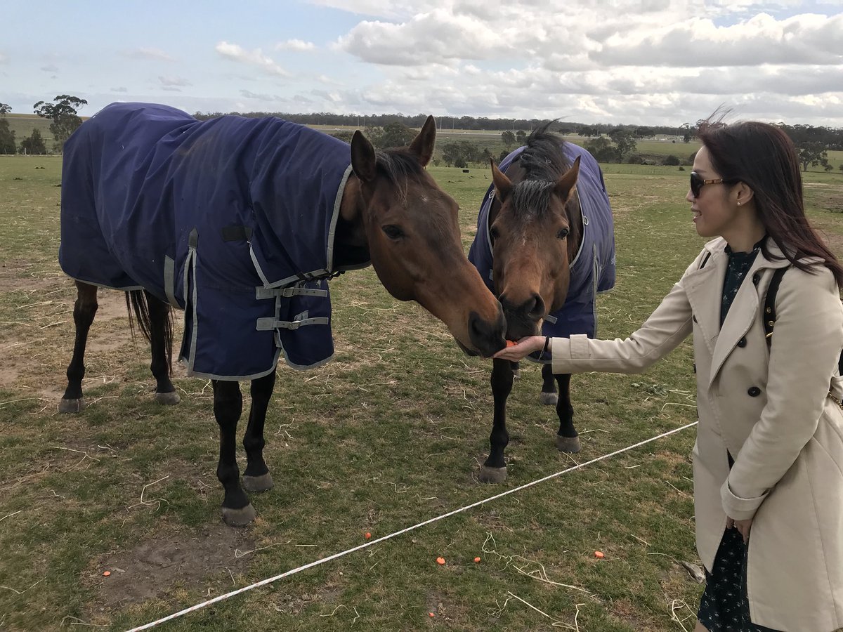 sanahuen's tweet photo. I got you finally! Design On Rome!✌🏻

Special thanks to that Uncle who guide me the way to find wild kangaroos &amp; Design On Rome☺️

Happy Day Tour in Living Legend~
🐎🐎🐎🐎🐎🐎🐎

#designonroom
#livinglegend
#australia https://t.co/8ADXA4l8r0
