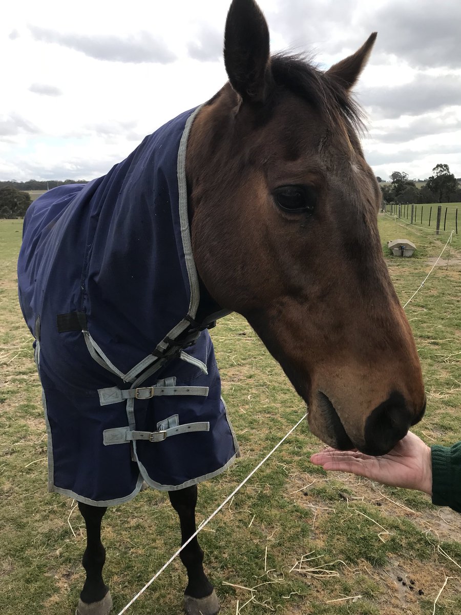 sanahuen's tweet photo. I got you finally! Design On Rome!✌🏻

Special thanks to that Uncle who guide me the way to find wild kangaroos &amp; Design On Rome☺️

Happy Day Tour in Living Legend~
🐎🐎🐎🐎🐎🐎🐎

#designonroom
#livinglegend
#australia https://t.co/8ADXA4l8r0