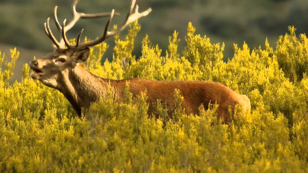 Éste fin de semana estaremos en Ruesga (Palencia) en la feria de naturaleza @NATURCYL1 

Una oportunidad perfecta para disfrutar de la berrea del ciervo en la montaña palentina y conocer nuestras marcas #Zeiss y #Minox