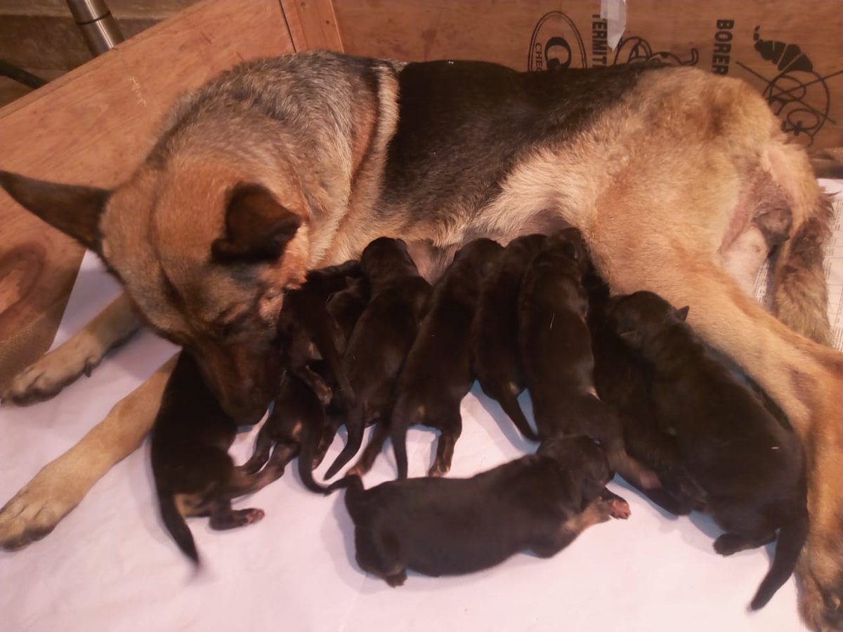 SSBDTBCDERA's tweet photo. #SSBCanineFamily
#SSBGoodWork
Welcome to newly born 10 pups of German Shepherd Female Dog Fanny at DBC, SSB, Palampur under @SSBDTBCDERA on 24.09.2018.
All Pups & Mother are healthy and doing well. #CreatingBrandSSB
@DGSSB @PMOIndia @KirenRijiju @renukamishra67 @rajnathsingh https://t.co/5lwSzWFFLk