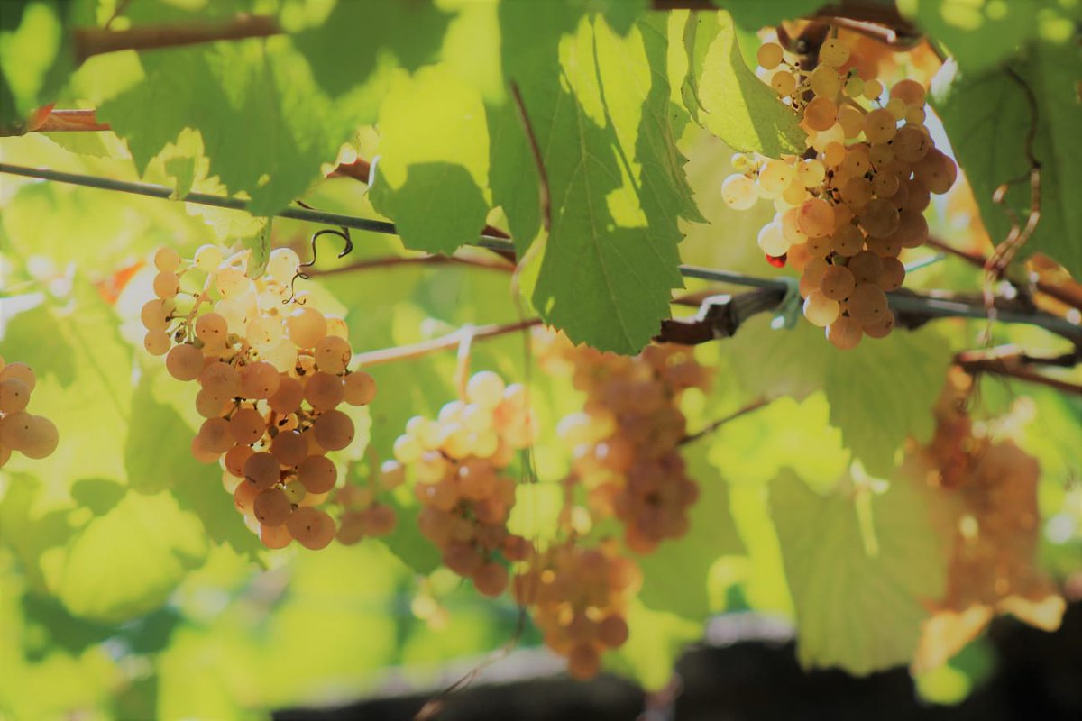 MaiorDeMendoza's tweet photo. Nos encanta la #vendimia y las imagenes de su gente y su #UVA #FelizMiercoles #winelover #Galicia #25Sep #winestudio #winelovers https://t.co/bS3LO5AFA3