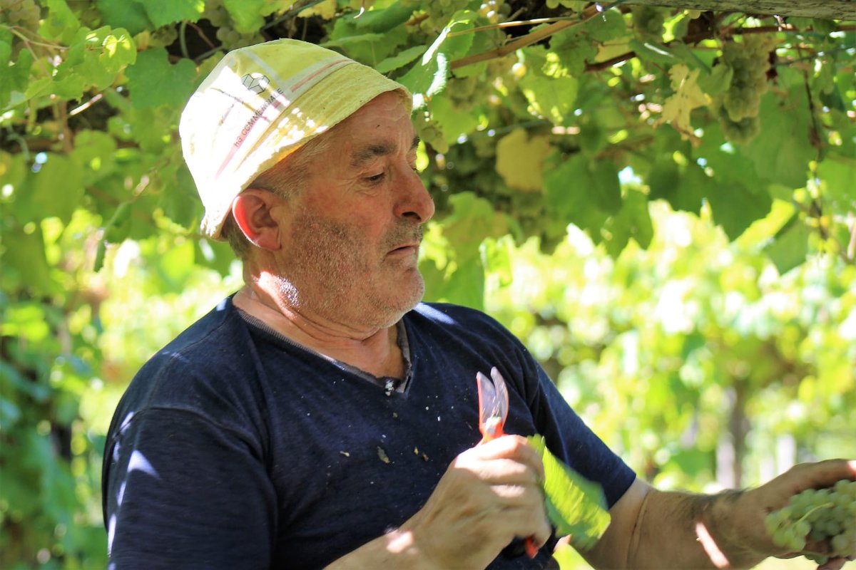MaiorDeMendoza's tweet photo. Nos encanta la #vendimia y las imagenes de su gente y su #UVA #FelizMiercoles #winelover #Galicia #25Sep #winestudio #winelovers https://t.co/bS3LO5AFA3