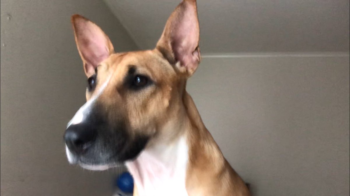 TimothyRyanFis1's tweet photo. Sasha has been very careful with me, she doesn’t jump or rough house, she a good girl, baby good girl. https://t.co/aPLfEsuHW9