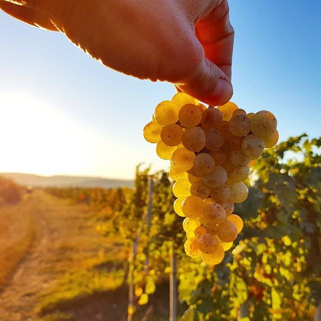 standreawine's tweet photo. Riesling harvest in the Pap-tag vineyard! 😊🙏 #riesling #paptag #vineyard #grandsuperior #harvest #standrea #egerharvest #egerszalok #egerwineregion #egerwine #standreawinery #beautiful #morning #cold #september #sunrise #grapes #cluster #fruit #handharvest #blessed #vintage2018 https://t.co/HodFsUZHmq