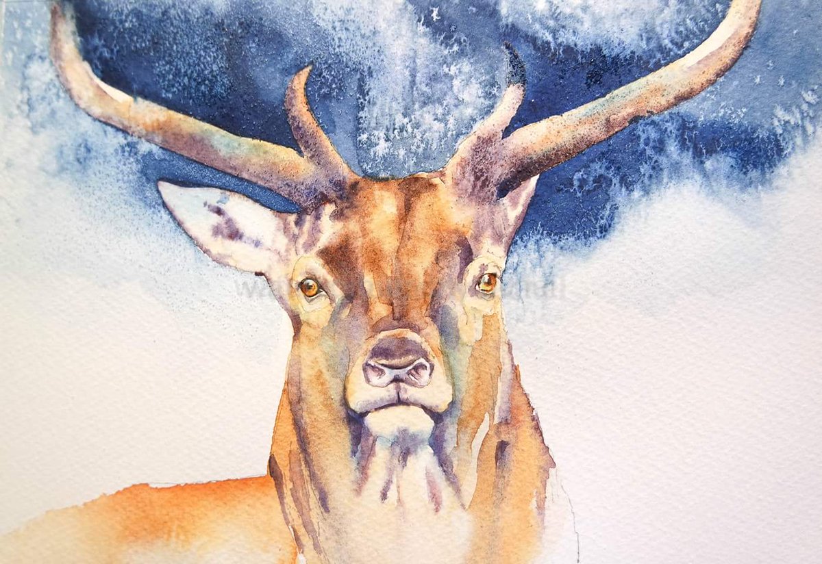 Elidanza's tweet photo. Stag
#watercolour #paintseptember #BigArtBoost #thedailysketch #wildflowe #wildlifeartist #wildlife #artist #wildlife #art #animalportrait #stag #woodland #devon https://t.co/0rq4ypHUIB