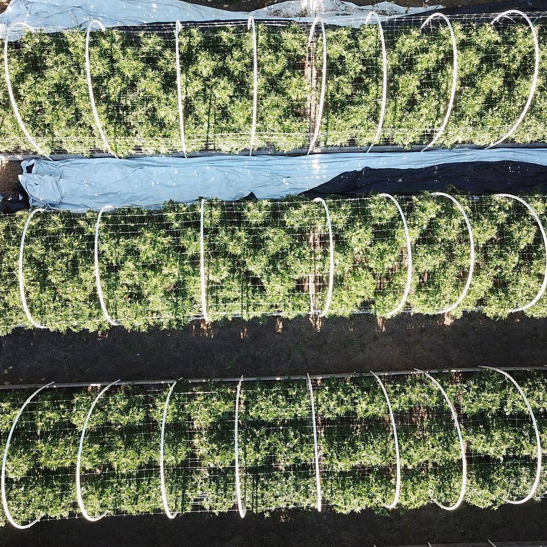 spliffseeds's tweet photo. OG Productivity test, which do you think gave us better yields? #3rows #5rows by @bluelakefarms https://t.co/9cj4Ozoxd0