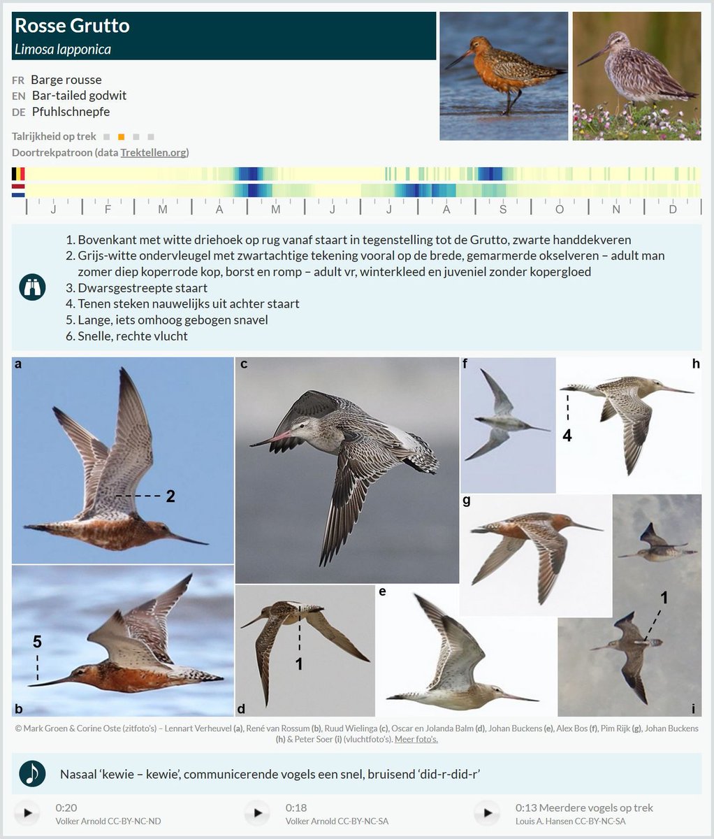 Vorig jaar leerplatform trektellen zangvogels gelanceerd. Nu uitgebreid met luik steltlopers! #waders Vooral puik werk van <a href="/sneeuwuil70/">Gert Vandezande</a> en Maxime! #mijnnatuurpunt natuurstudiegroepdijleland.be/trektelmodule-…