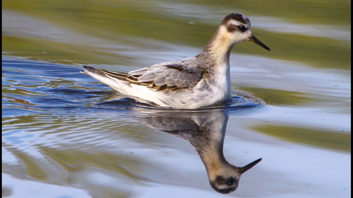 HughieKing's tweet photo. Few pics of the showy little gem at Withymoor W Mids yesterday. Entertaining bird, entertaining company. Nice one @AllanLegge .  #GreyPhalarope https://t.co/PpD8ZkeuGy