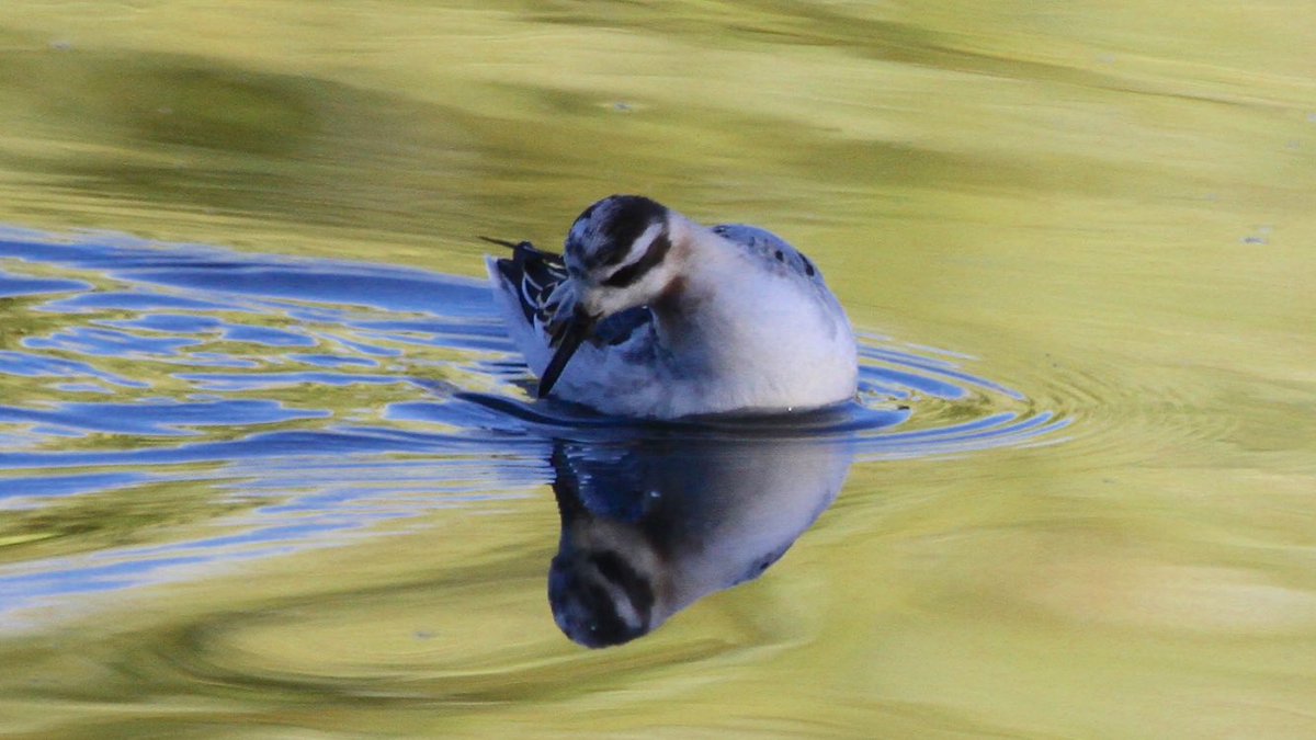 HughieKing's tweet photo. Few pics of the showy little gem at Withymoor W Mids yesterday. Entertaining bird, entertaining company. Nice one @AllanLegge .  #GreyPhalarope https://t.co/PpD8ZkeuGy