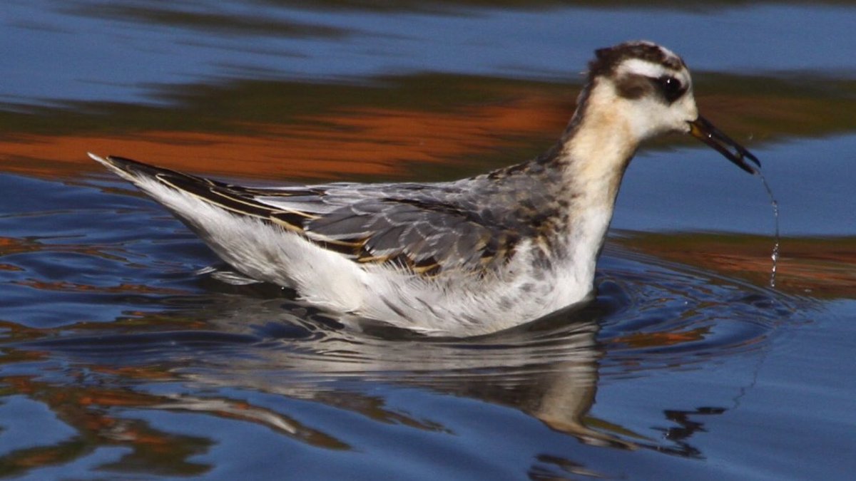HughieKing's tweet photo. Few pics of the showy little gem at Withymoor W Mids yesterday. Entertaining bird, entertaining company. Nice one @AllanLegge .  #GreyPhalarope https://t.co/PpD8ZkeuGy