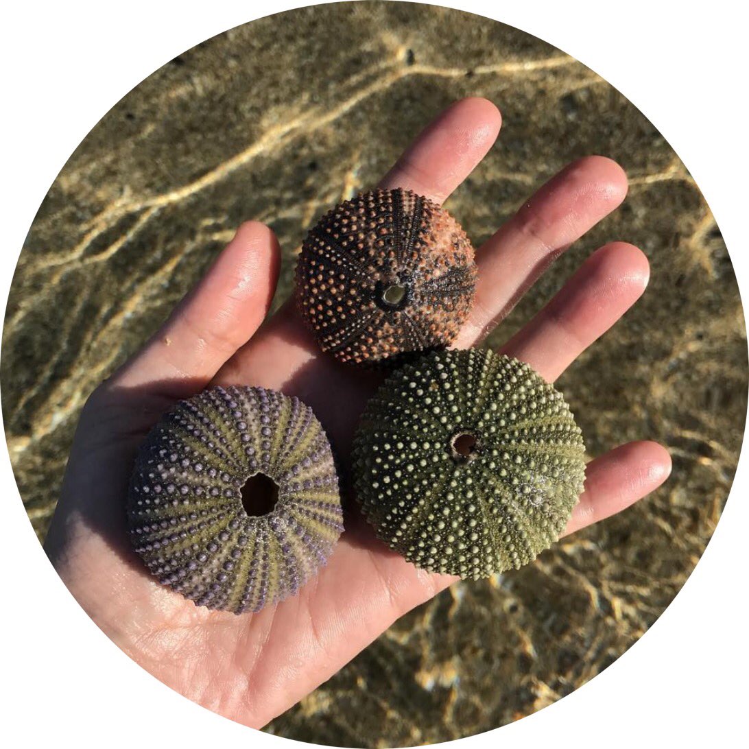 HannahDBedford's tweet photo. I’ve collected #seaurchin shells since I was a child and have always been drawn to the #linearpatterns and striking form. These images capture some of the magic which has inspired my #newcollection for #goldsmithsfair . More in my Journal >>
https://t.co/Gs6yhMVtTL https://t.co/K0bF9MPYgO