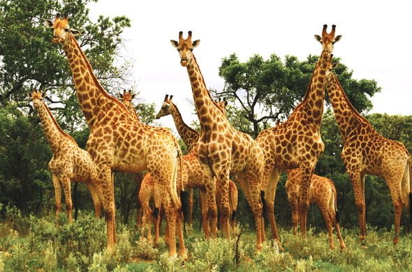 mphappenings's tweet photo. Welcome to the #Nkomazi Southern Kruger Region. Browse the list of administrative regions &amp; follow the navigation to find populated place you are interested in. Your Nkomazi,  sightseeing adventure starts here! visit
https://t.co/zFD9UHM9ci
@nroutessa
#wildlife #explore https://t.co/UyaS3XtRbL