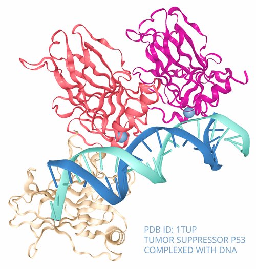 The_Microbiome's tweet photo. The article shows a relation of TP53 mutations and an enrichment of Acidovorax in squamous cell carcinoma lung tissues samples. @BioMedCentral #TheMicrobiomePortal https://t.co/VsgzaTn2ju https://t.co/hSPAoUSyZo