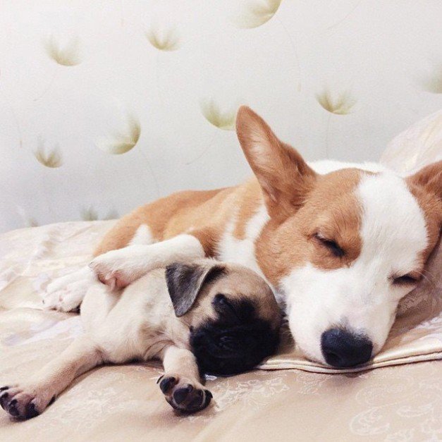 DoggyOverload tweet media