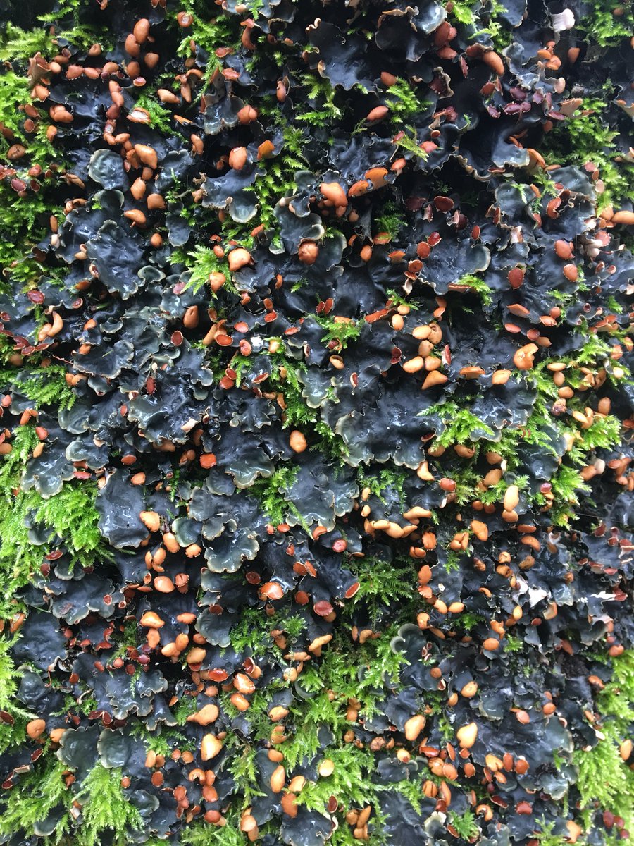 aprilwindle's tweet photo. For the life of me, I do love a good Peltigera aka dog #lichen, but this littleโn (not so littleโn) is just showing off. A particularly #fineeeee example of P. horizontalis, feast them eyes people! #LakeDistrict #lakeslichens https://t.co/KhZeNIinkv