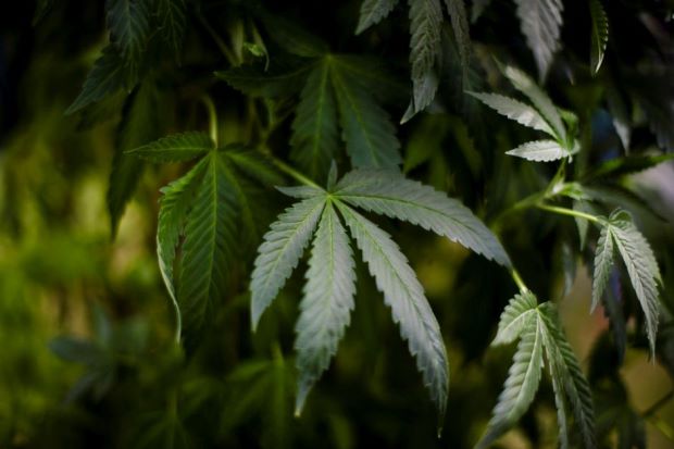 staronline's tweet photo. Malaysia in talks to become first in Asia to allow medical marijuana
https://t.co/Aok1EIVpz1 https://t.co/q44GhANKrF