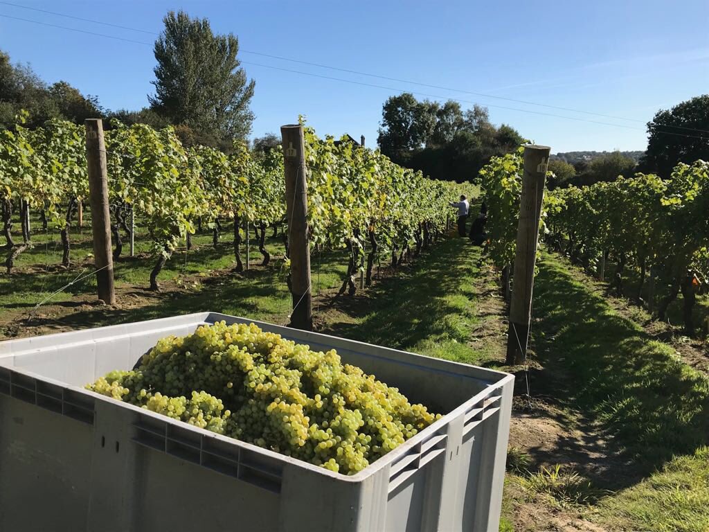ChapelDownWines's tweet photo. What a fantastic day for Vinelease picking we had yesterday! Learn more about our Vinelease programme here https://t.co/F7QftxcfpW 🍇🍷 https://t.co/AB1kKuCsKi