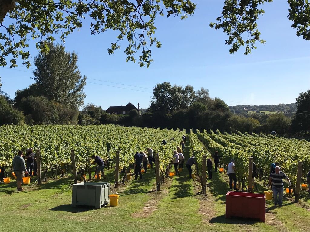 ChapelDownWines's tweet photo. What a fantastic day for Vinelease picking we had yesterday! Learn more about our Vinelease programme here https://t.co/F7QftxcfpW 🍇🍷 https://t.co/AB1kKuCsKi