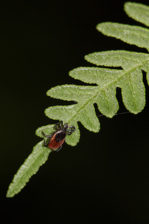 D’après une étude de l' @Inra_France, le risque de tomber malade après avoir été mordu par une tique infectée par la bactérie responsable de #Lyme est très faible. owl.li/7Qor30lYwg1

#foretpriveefrançaise