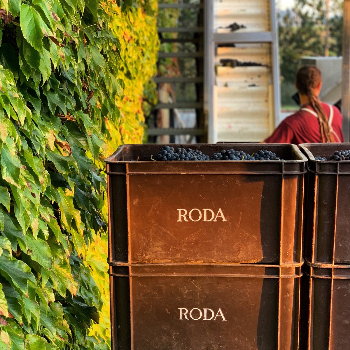 BodegasRoda's tweet photo. ¡Comienza la #vendimia2018 en #BodegasRODA! 🍇 https://t.co/SaCJWQJULx